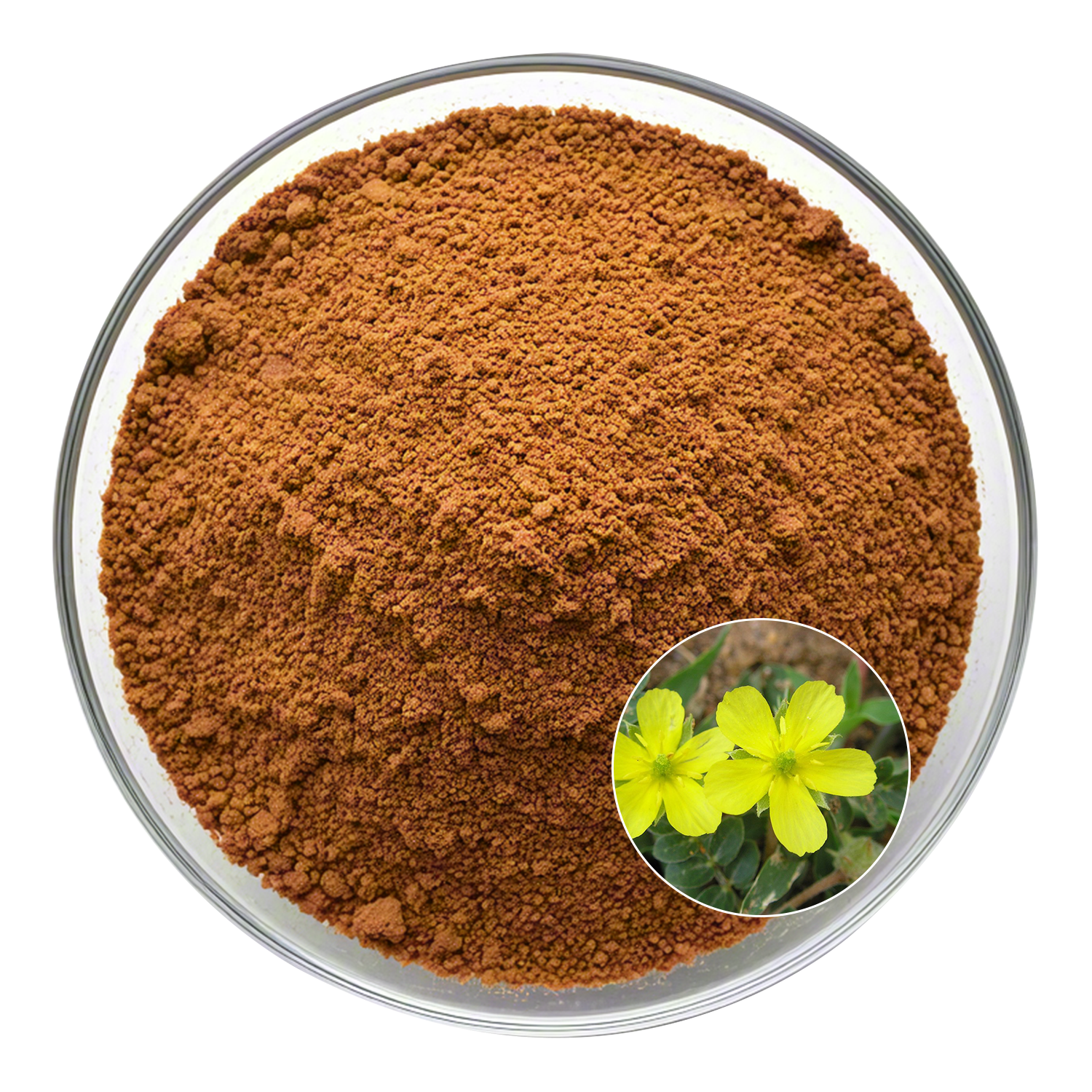 Tribulus terrestris saponin 90%